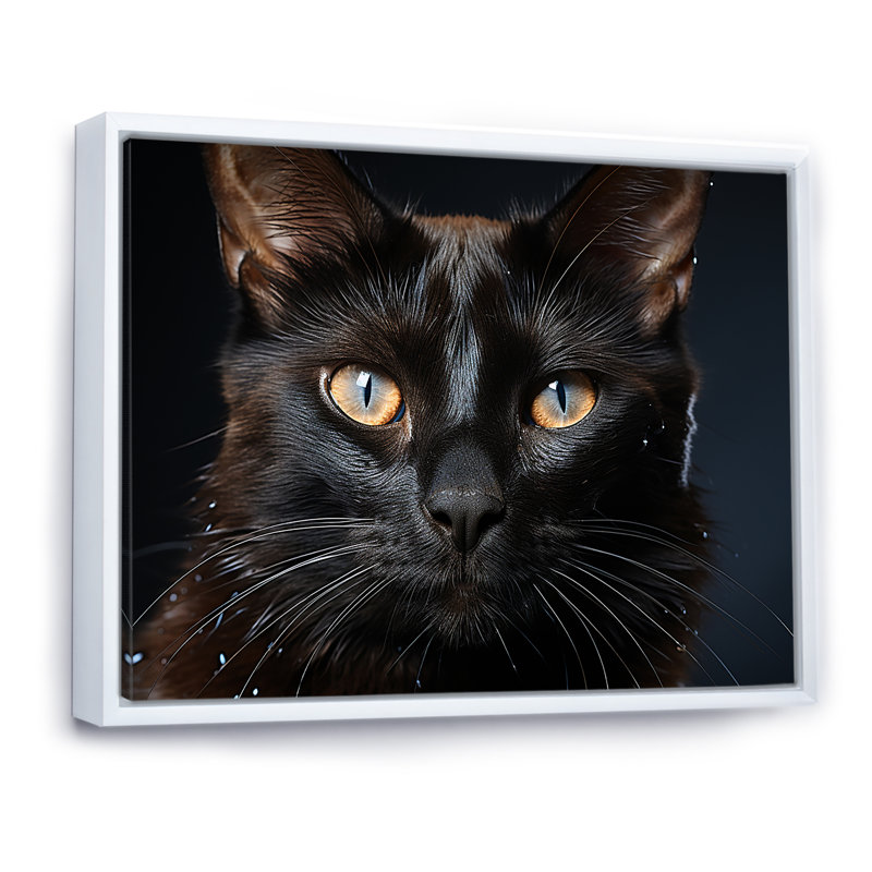«Burmese Beauty Black Cat I», reproduction d'art mural, H 12 po x l 20 po x P 1 po, Cadre flottant blanc