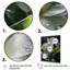 Kyndel - Papillon blanc, vert, portrait vibrant - impression-766370694-766370701