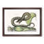 Brown Viper Snake by Mark Catesby - Picture Frame Painting Print-55513145-55513144