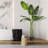 78'' Faux Banana Leaf Tree in Pot