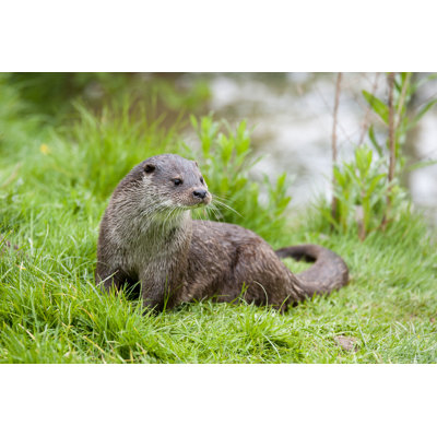 Loutre - photographie sur toile tendue