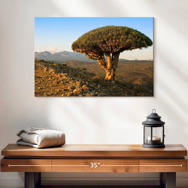 Arbre-dragon Harnek Socotra Archipelago, H 16 po x l 24 po