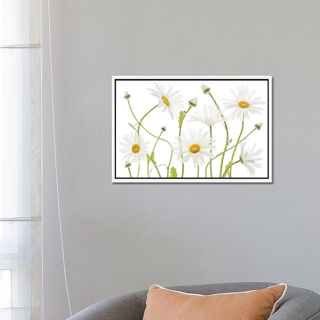 Ox Eye Daisies by Mandy Disher - Print on Canvas