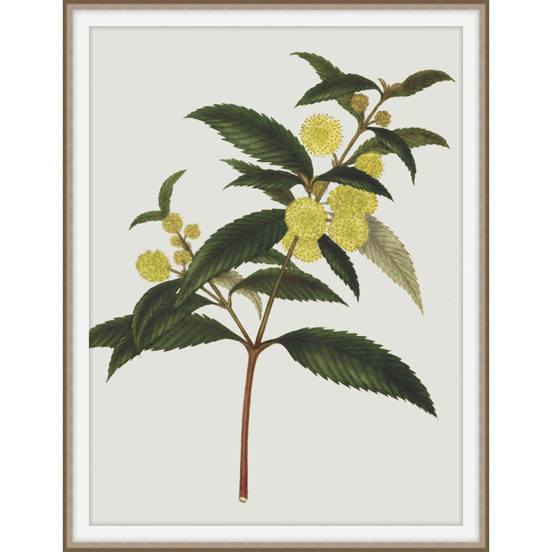 Inviting Bounties 1 Print by Art House Studios, 24" H x 19" W x 2" D