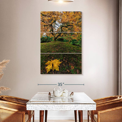 Harnek Japanese Maple Tree Autumn