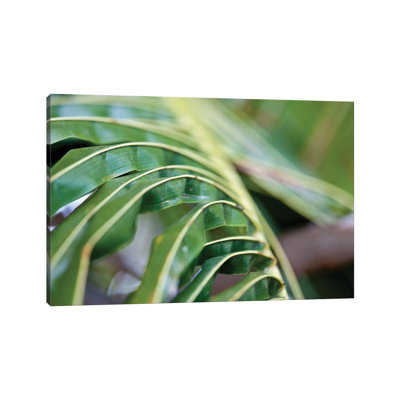 Close-Up Detail Of Plant, Culebra Island, Puerto Rico by Panoramic Images - Gallery-Wrapped Canvas Giclée on Canvas