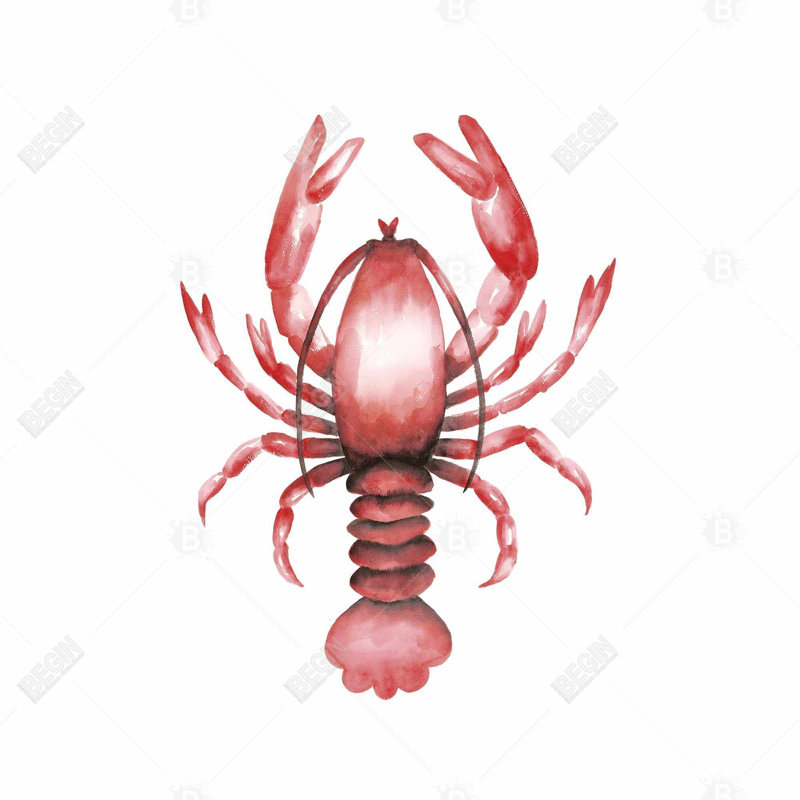 " Lobster "