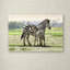 «Zebra» par Armand, reproduction sur toile-21648403