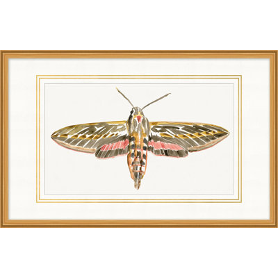 Wings Of Colour 5