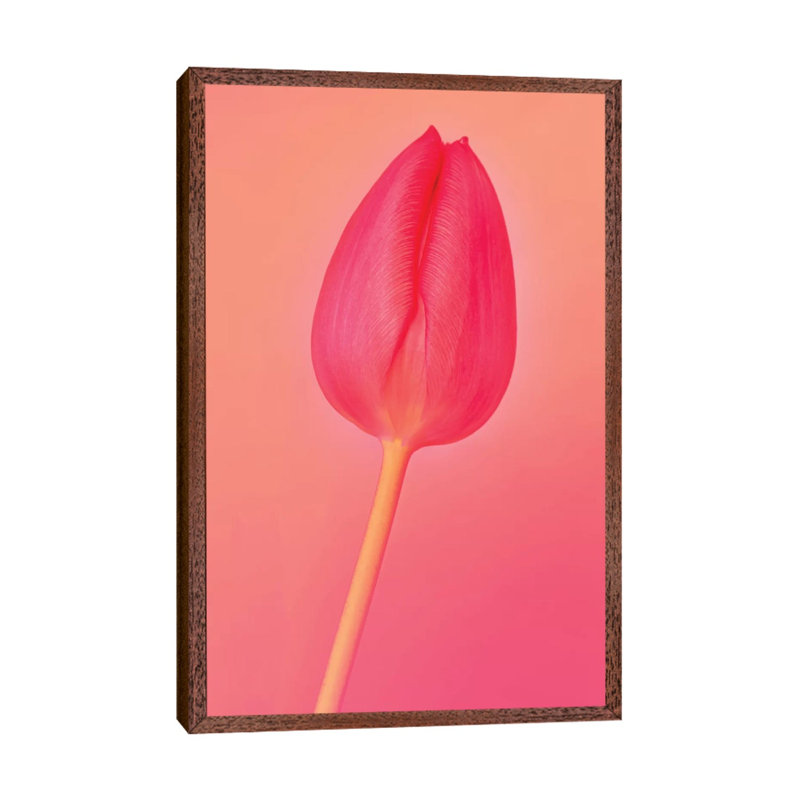 One Tulip by Beli - Print on Canvas, 66.04cm H x 45.72cm W x 3.81cm D, Classic Brown Wood Framed