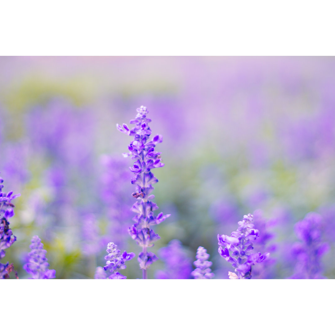 Leinwandbild Lavender Flowers von Pixynook