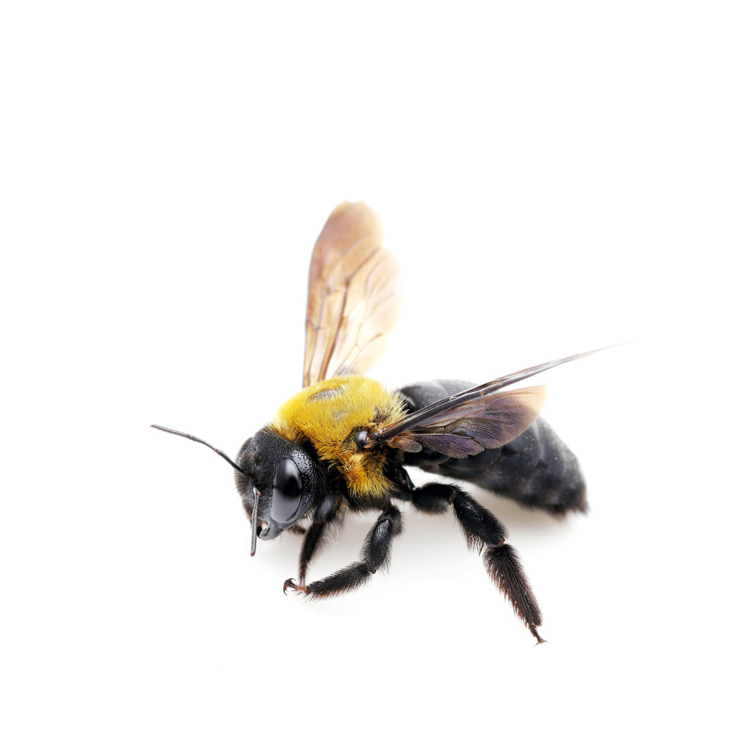 Zimmermanns-Biene Xylocopa Pubescens - Leinwandbild