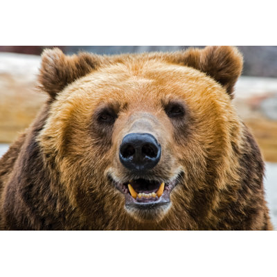 " Grizzly Bear " by Avstraliavasin