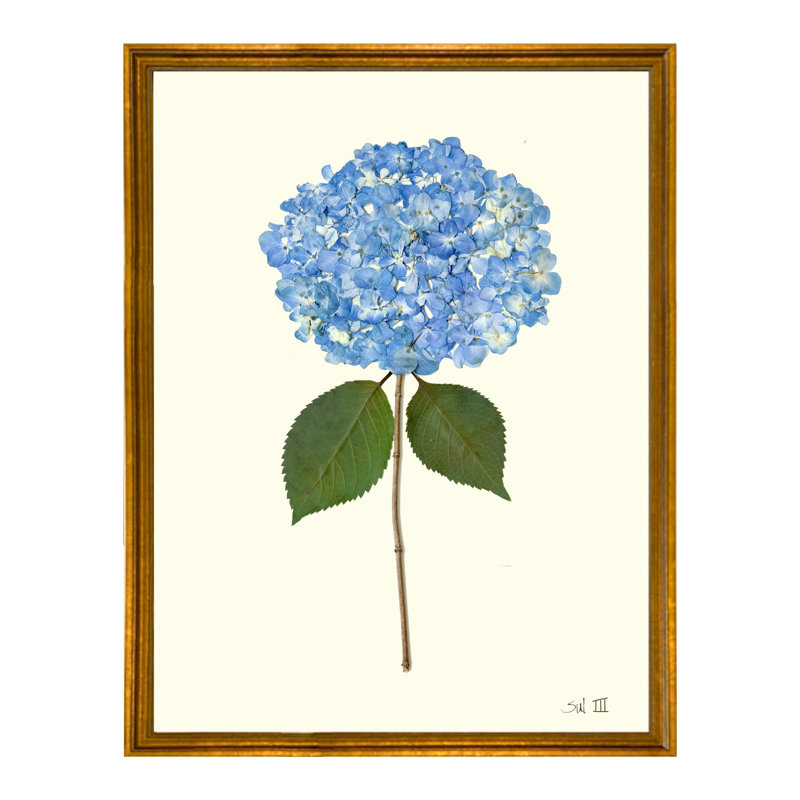 Pressed Hydrangea Print by Sandy Whitaker, Antique Gold