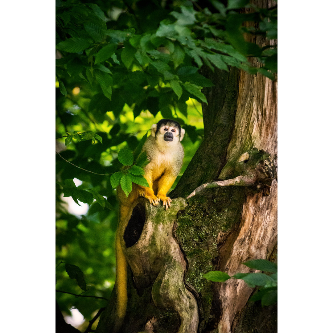 Eichhörnchen Affenportrait von Zocha_K - Leinwanddrucke auf Leinwand