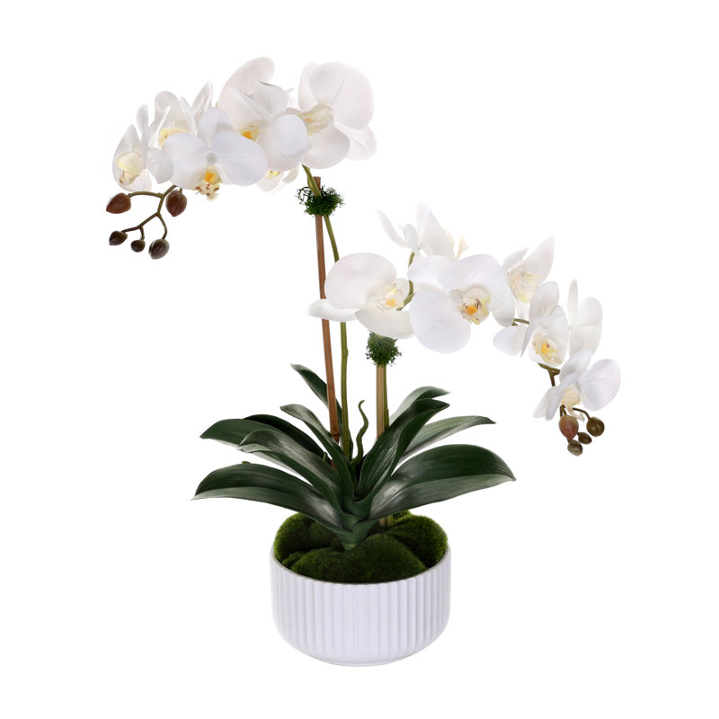 Orchidées phalaenopsis en pot blanc côtelé Real Touch