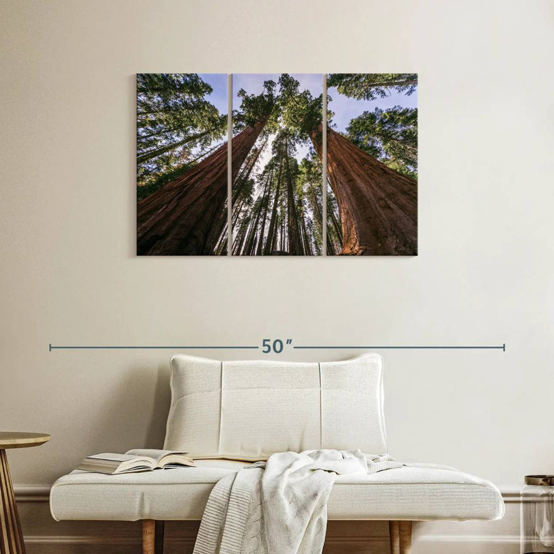 Sequoias From Below, 24" H x 38" W