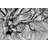 Tree Branch by Icealien - Wrapped Canvas Print-1746645668