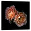 Le Temps des Roses, reproduction de photo sur toile tendue-18515737-74412537-74412538