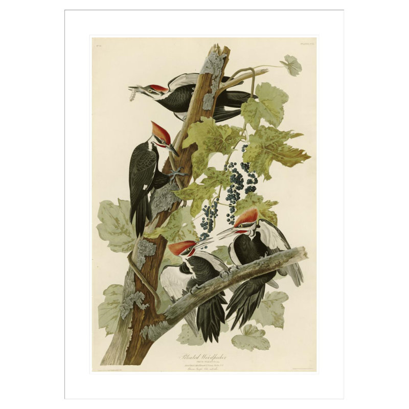 Pic pilonné par John James Audubon, impression giclée sur cadre, H 41,5 po x l 30,34 po