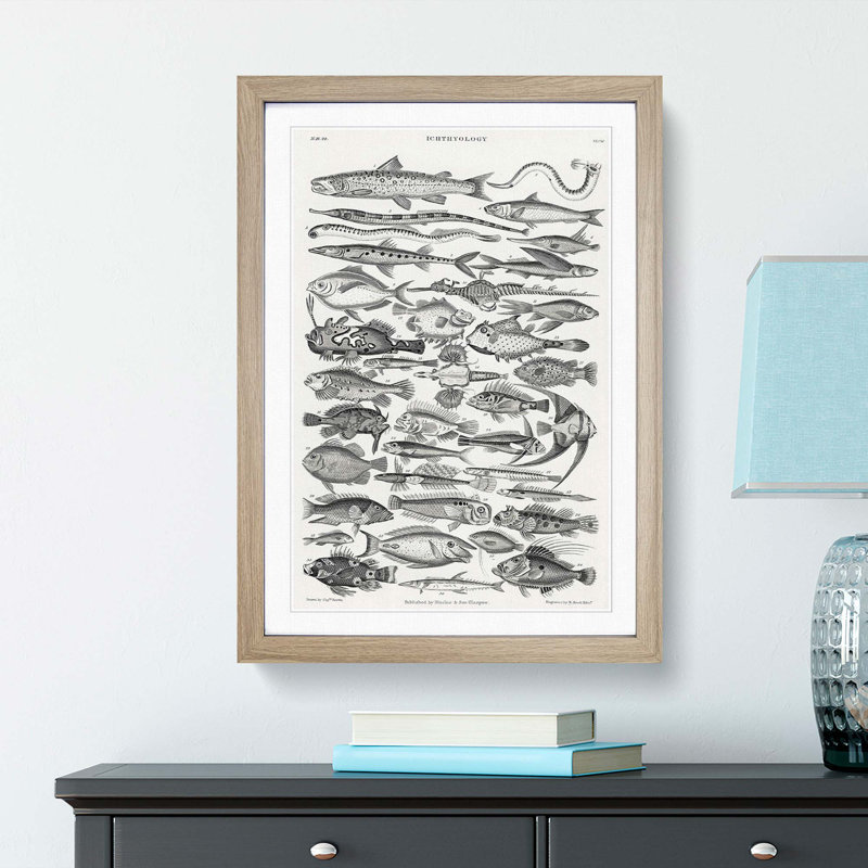 Study of Fish XLVH by Oliver Goldsmith - Picture Frame Drawing Print, 36cm H x 27cm W x 2cm D, Oak Framed