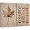 Reproduction d'art sur toile encadrée 2 pièces Vintage Botanical Leaf & Moth