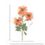 29 "échinacée 2 bourgeons-1950186409