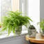 Jardinières en poterie et ciment à motif floral sculpté pour l'intérieur et l'extérieur, ensemble de 2 à 7 ", 6" blanc et vert