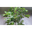 Ficus artificiel 72 po en pot