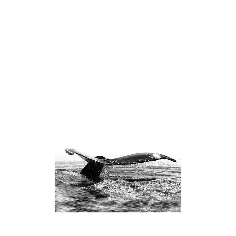 Whale Song I Iceland Black And White by Monika Strigel - Wrapped Canvas Print, 101.6 cm H x 66.04 cm W x 1.91 cm D