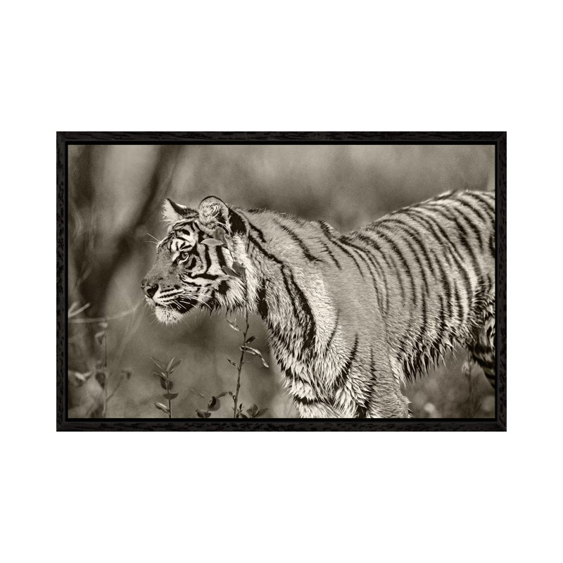 Siberian Tiger sub-adult, native to Russia 1 Piece Wall Art on Canvas, 66.04 cm H x 45.72 cm W, Black Framed