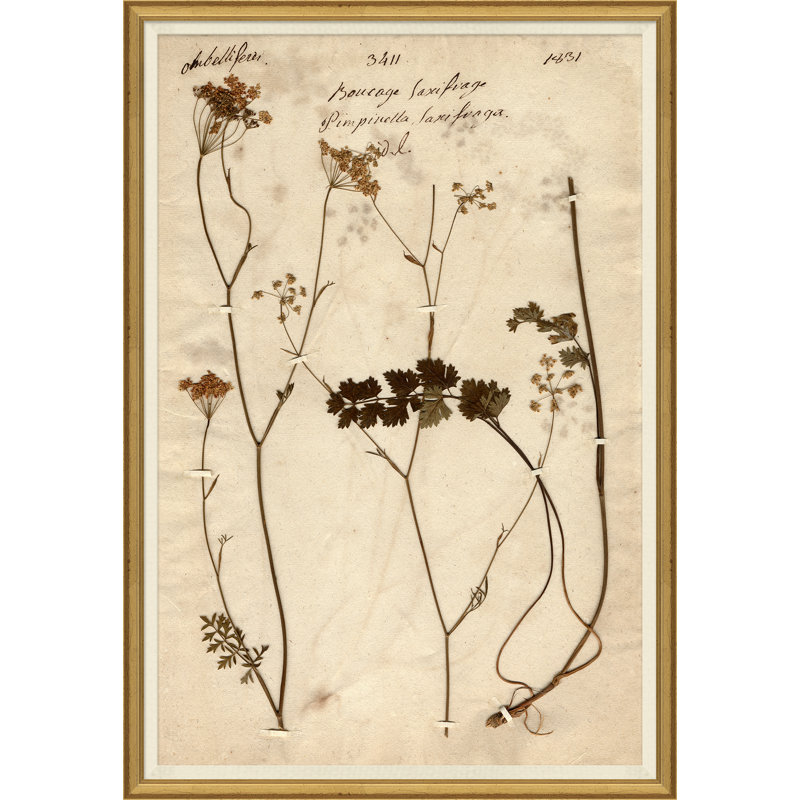 «Herbarium 1», peinture sur cadre