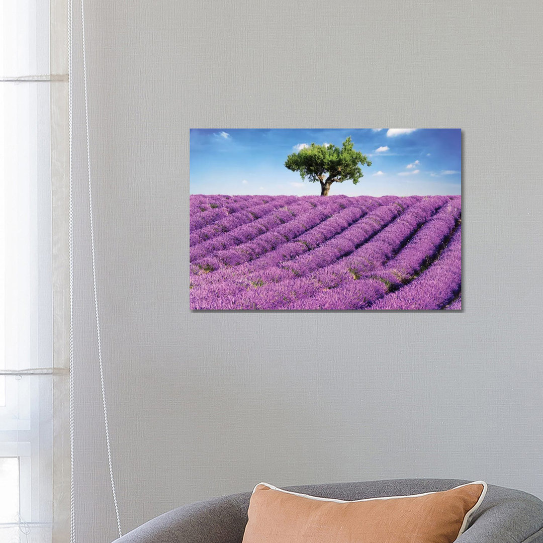Lavender Field And Tree, Provence