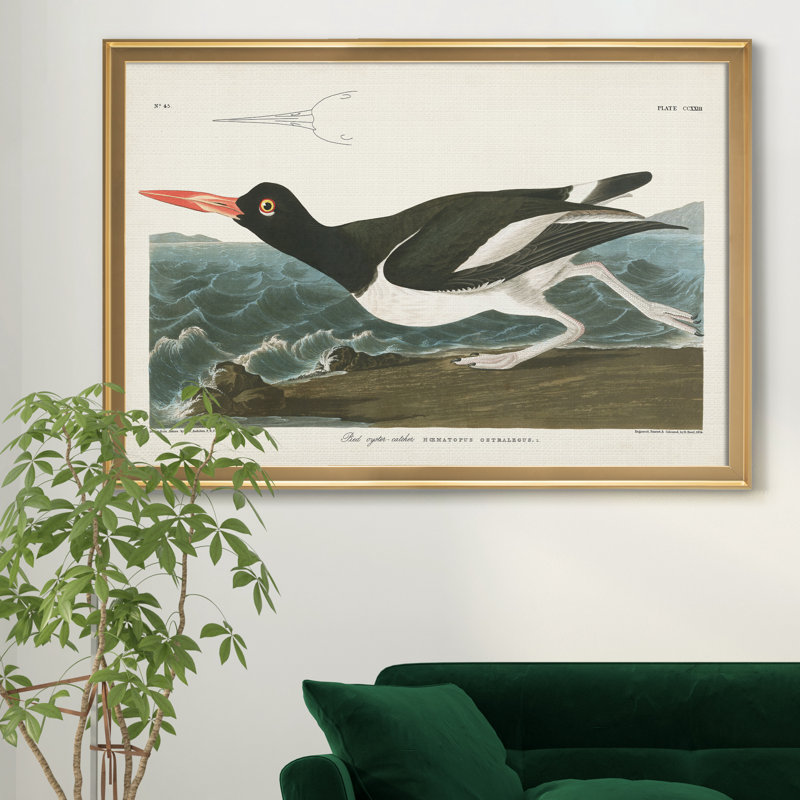 Pied Oyster Catcher - reproduction d'art sur toile, Doré, H 26,5 po x l 36,5 po x P 1,5 po