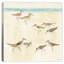 Impression sur toile Sandpipers-74272558-74272559-74272560