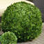 Nigel Boxwood Topiary-15049314