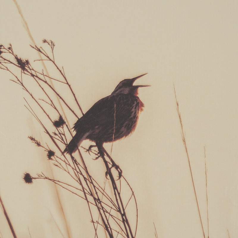 «Meadowlark Call Antique» par Nathan Larson, photo encadrée sous-verre