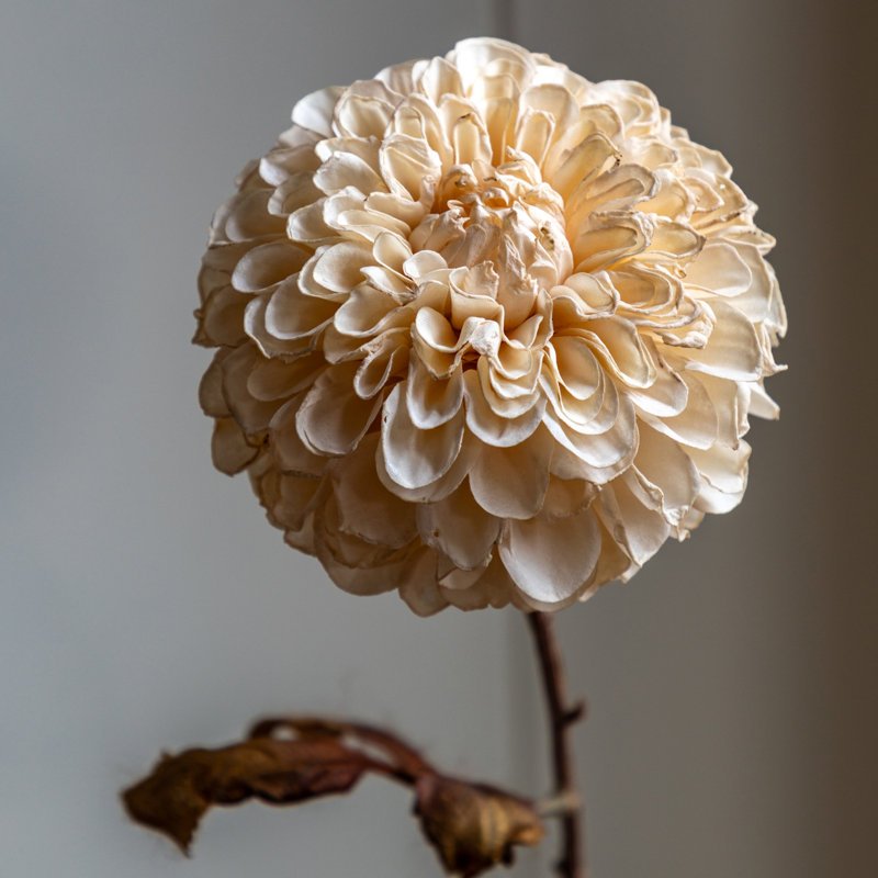 Faux Stem Dahlia Orange 730mm (6pk), Ivory