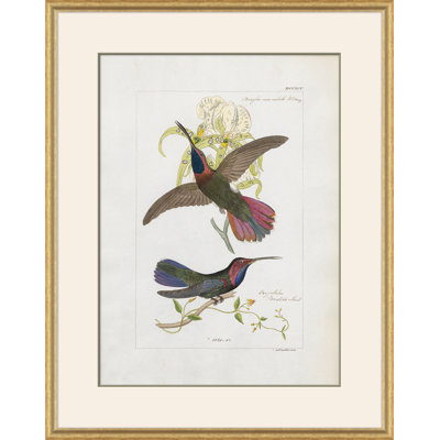 Hummingbirds Giclee Print by John Gould
