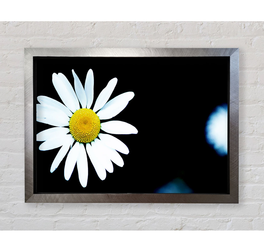 Gerahmtes Leinwandbild Single White Daisy