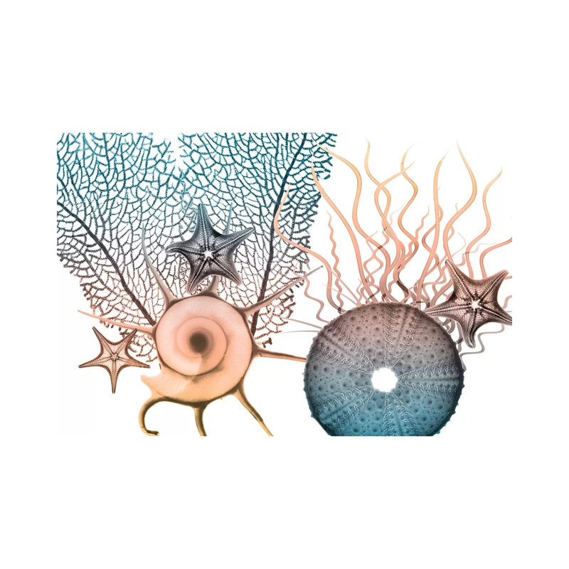 Sea Collective IV by Albert Koetsier - Print on Canvas, Wrapped Canvas, 45.72cm H x 66.04cm W x 3.81cm D