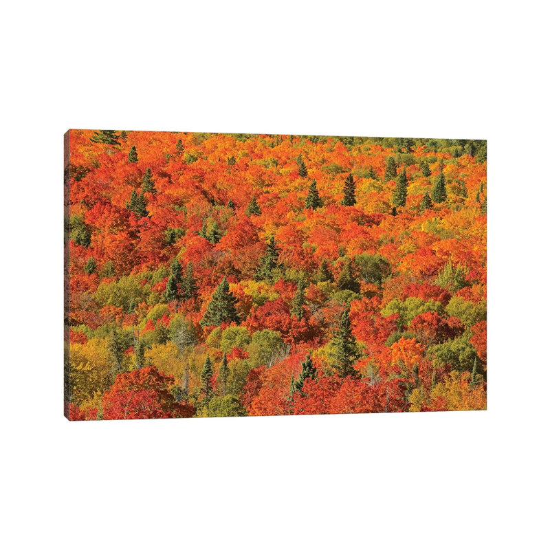 Canada, Ontario, Lake Superior Provincial Park by Jaynes Gallery - Wrapped Canvas Print, 20.32cm H x 30.48cm W x 1.905cm D