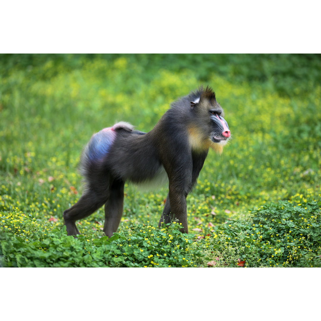 Mandrill von Owngarden - Druck auf Leinwand ohne Rahmen