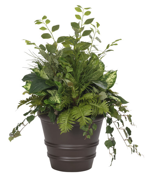 Plant