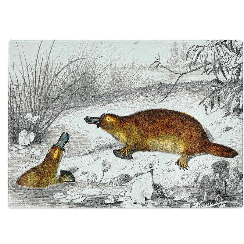 Tempered Glass Platypus Illustration by Charles D' Orbigny Chopping Board, 39 cm W x 28.5 cm L