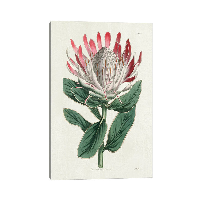 Protea N13 1 Piece Wrapped Canvas Painting, 20.32 cm H x 30.48 cm W