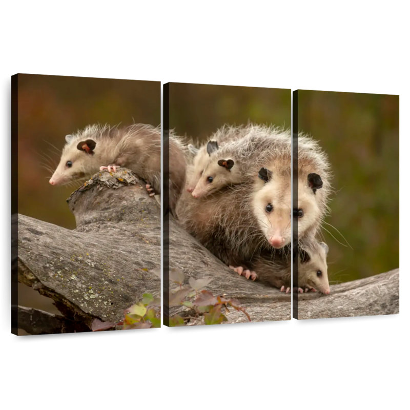 Famille Opossum, H 42 po x l 65 po