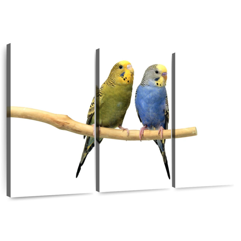 Parakeets, 48" H x 74" W