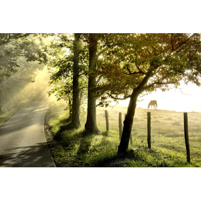 " Morning Graze II "