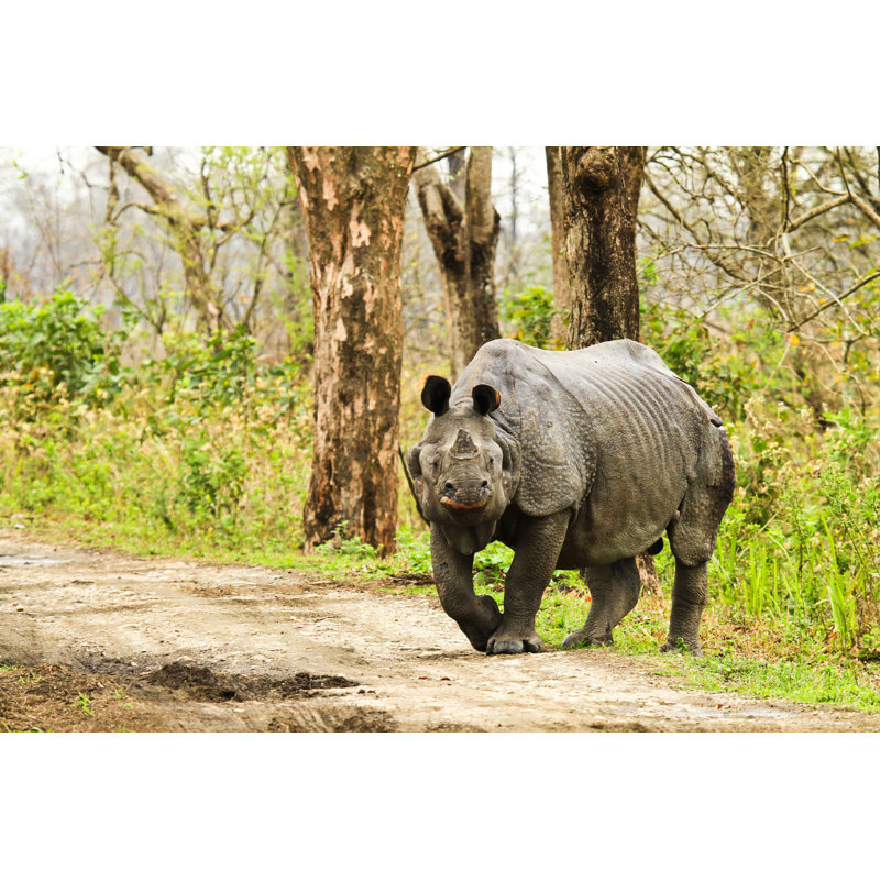Rhinoceros par Ksumano - Photographie sur toile tendue, L 12 po x H 8 po